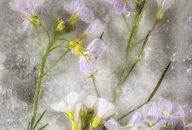 Bild 17