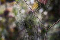 Altweibersommer-11_