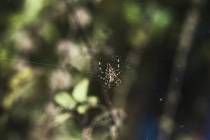 Altweibersommer-12_