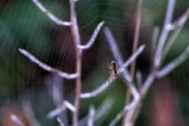 Altweibersommer-1_