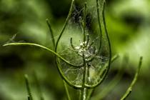 Altweibersommer-2_
