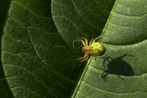 Altweibersommer-3_
