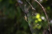 Altweibersommer-6_