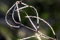 Altweibersommer-9_
