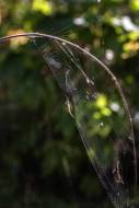 Altweibersommer