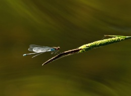 DSC_7545-02