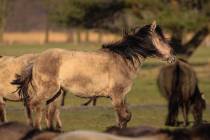 CHK-Wildpferde2_#