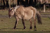 CHK-Wildpferde3_#