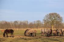 CHK-Wildpferde5_#