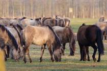 CHK-Wildpferde6_#