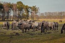 CHK-Wildpferde8_#