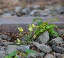 ASN-2020_08_25-Dampflokfreunde-03740