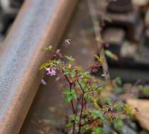 ASN-2020_08_25-Dampflokfreunde-03757