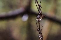 Schneeschmelze-10_