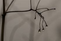 Schneeschmelze-12_