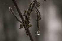 Schneeschmelze-1_