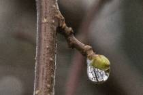 Schneeschmelze-4_