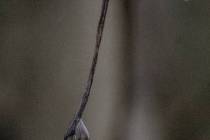 Schneeschmelze-8_