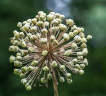 Allium-White-Giant_1