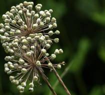 Allium-White-Giant_2