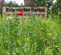 Blumenwiese_1