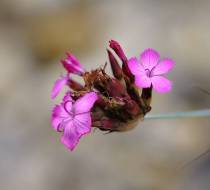 Botanischer_Garten-1