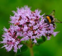 Botanischer_Garten-10