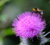 Botanischer_Garten-2
