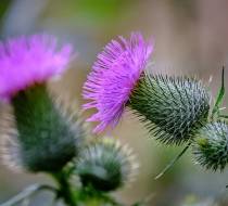 Botanischer_Garten-3