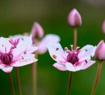 Botanischer_Garten-4
