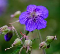 Botanischer_Garten-7