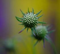 Botanischer_Garten-9