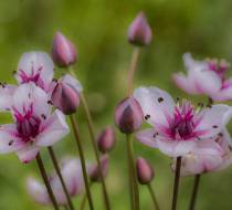 HSC_Botanischer-Garten-1
