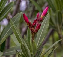 HSC_Botanischer-Garten-10