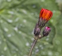 HSC_Botanischer-Garten-12