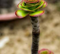 HSC_Botanischer-Garten-2