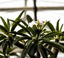 HSC_Botanischer-Garten-3