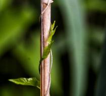 HSC_Botanischer-Garten-4