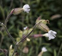 HSC_Botanischer-Garten-8