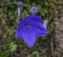 HSC_Botanischer-Garten-9