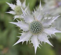 LEN_BotanischerGarten_1
