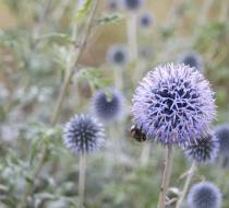 LEN_BotanischerGarten_3