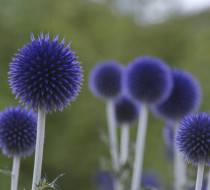 LEN_BotanischerGarten_4