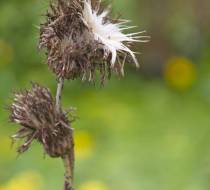 LEN_BotanischerGarten_6