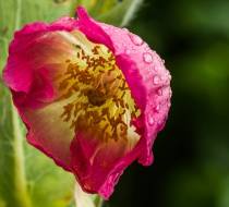 Nepal-Scheinmohn_1