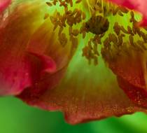 Nepal-Scheinmohn_2