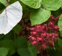 Rotborstige-Himbeere_1