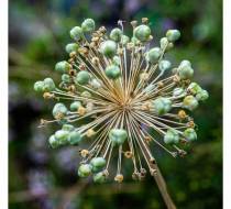 UEO_DSC04305_acr