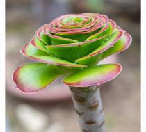 UEO_DSC04311_acr