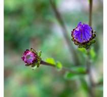 UEO_DSC04355_acr